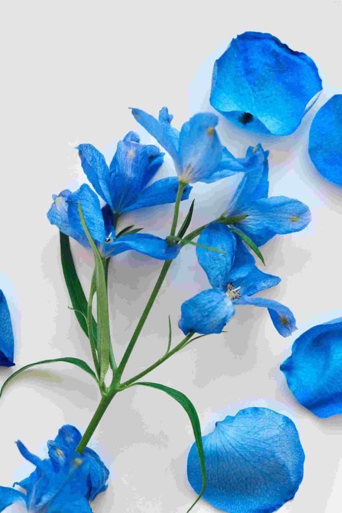 color trends for wedding flowers